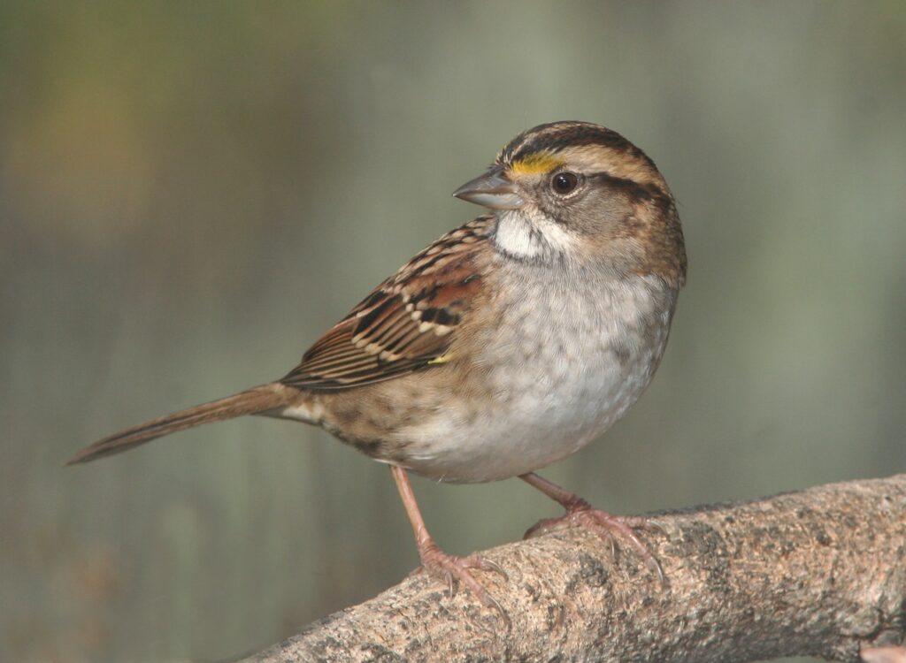 Bird with brown beak