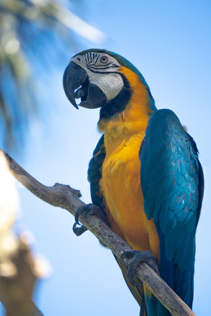 Blue and Yellow Macaw