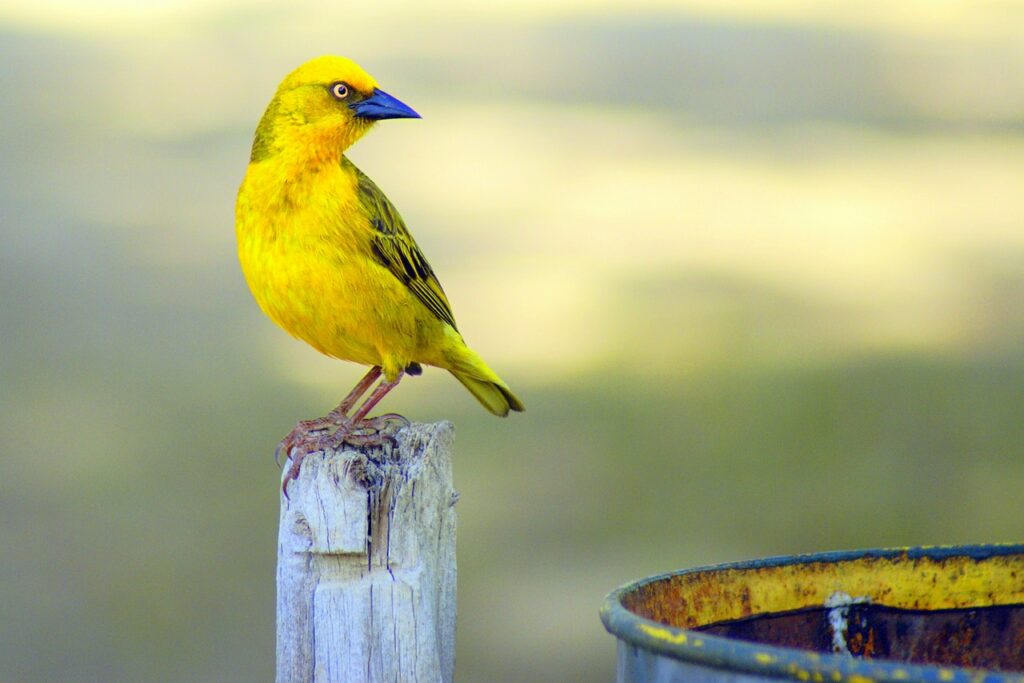 Yellow Short Beak Bird